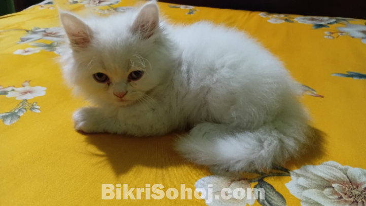 Persian cat